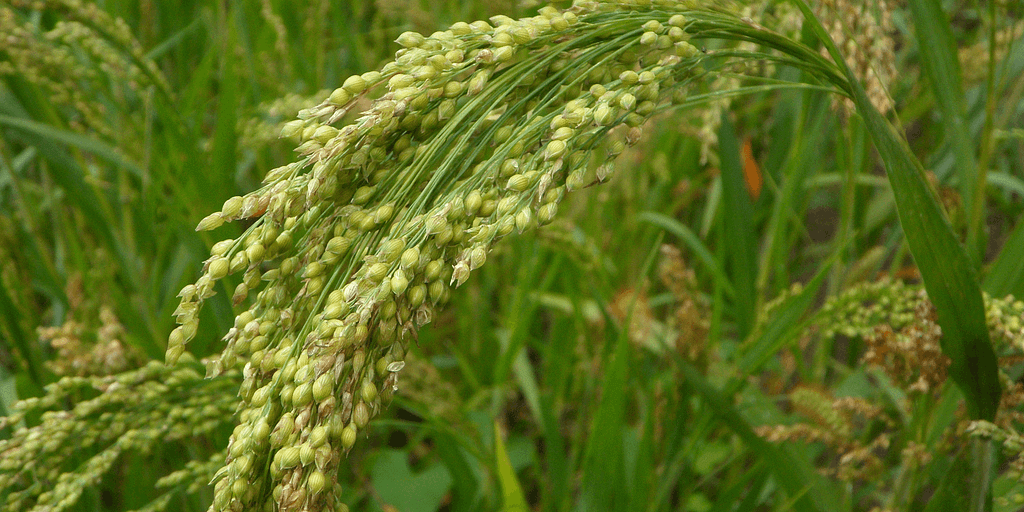 Millets